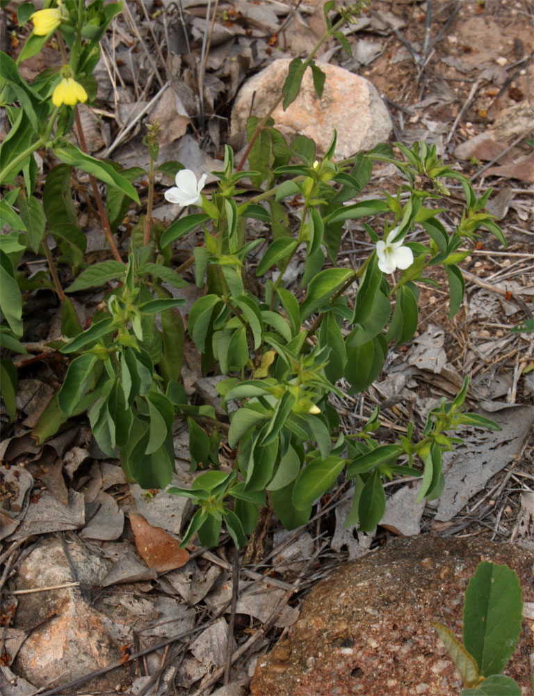 Barleria lugardii Barleria lugardii