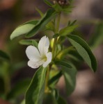 Barleria lugardii