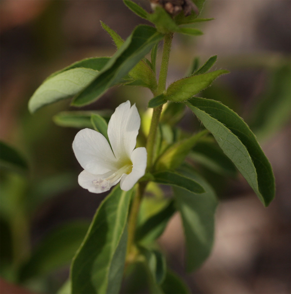 Barleria lugardii Barleria lugardii