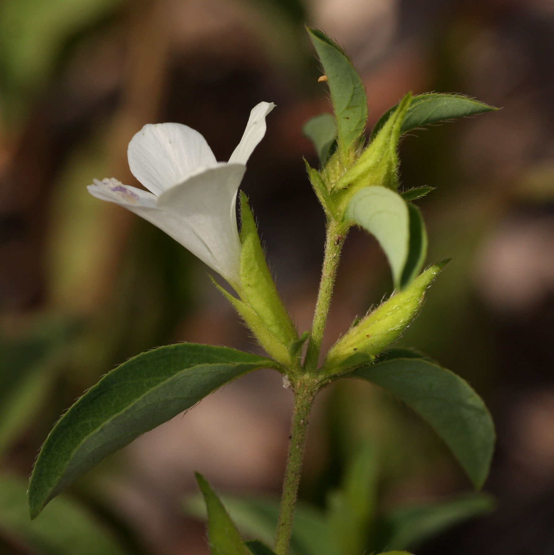 Barleria lugardii Barleria lugardii