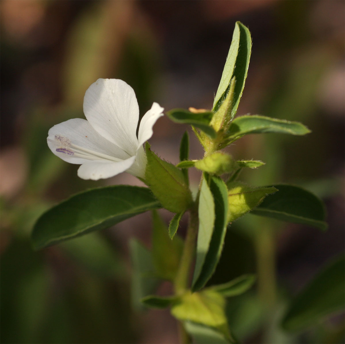 Barleria lugardii Barleria lugardii
