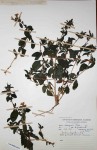 Barleria lugardii