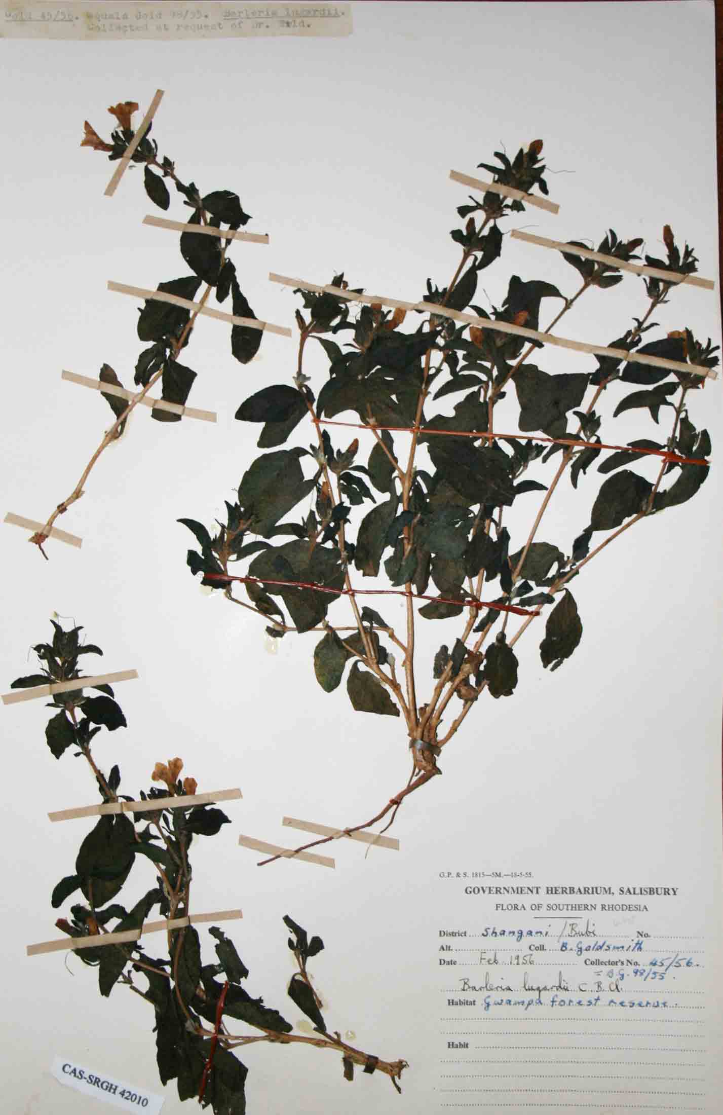 Barleria lugardii Barleria lugardii
