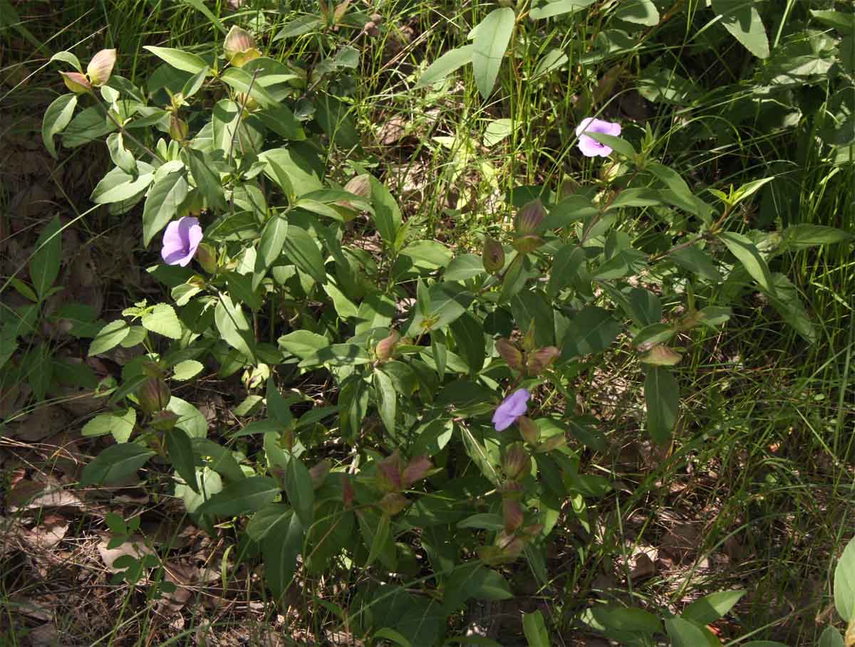Barleria mackenii Barleria mackenii