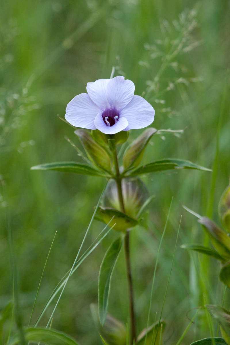 Barleria mackenii Barleria mackenii
