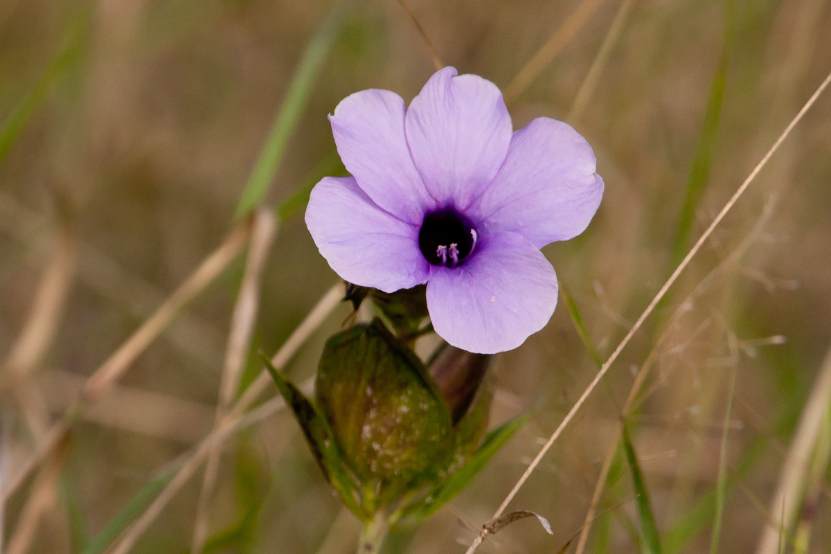 Barleria mackenii Barleria mackenii