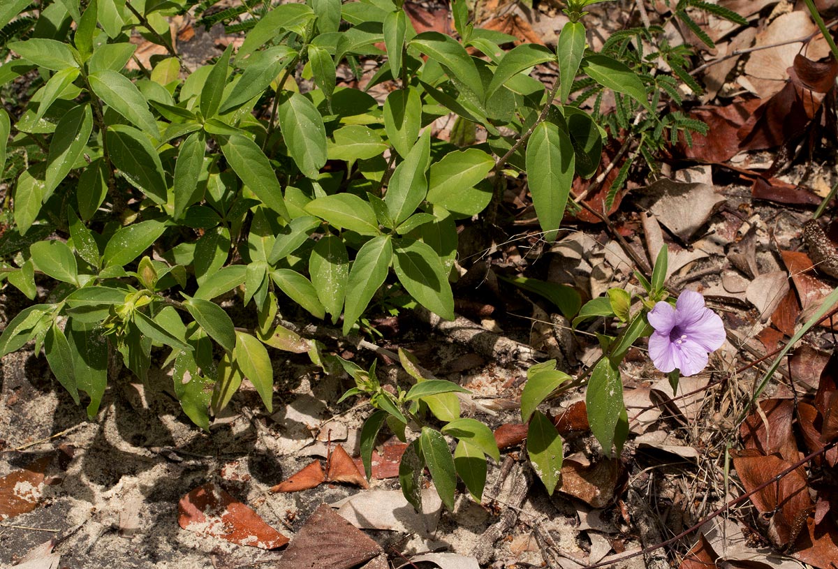 Barleria mackenii Barleria mackenii
