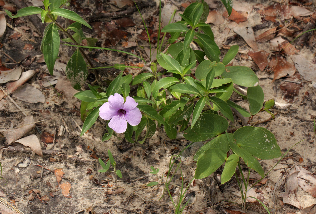 Barleria mackenii Barleria mackenii