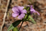 Barleria mackenii