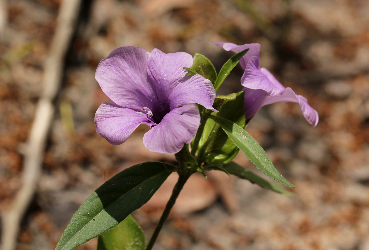 Barleria mackenii Barleria mackenii