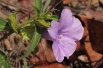 Barleria mackenii