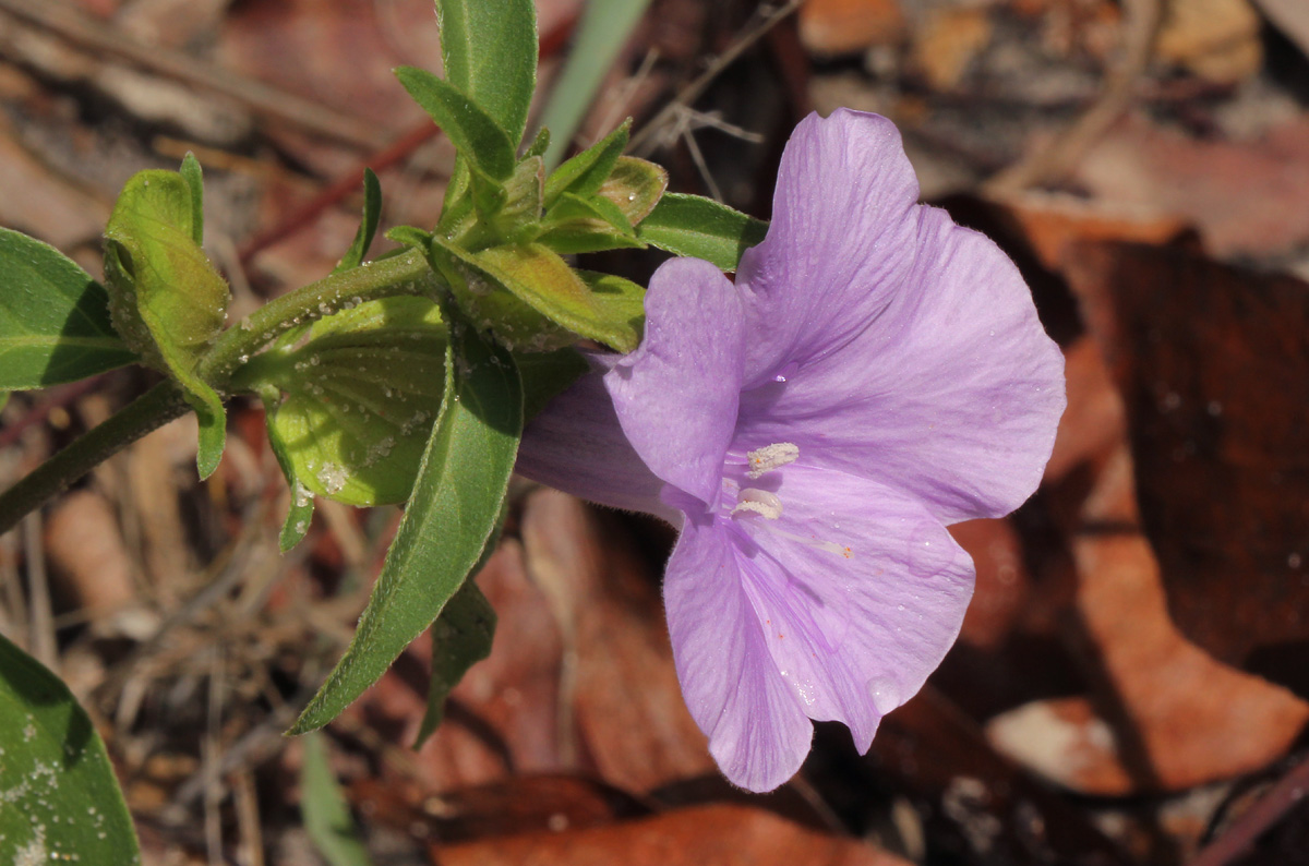 Barleria mackenii Barleria mackenii