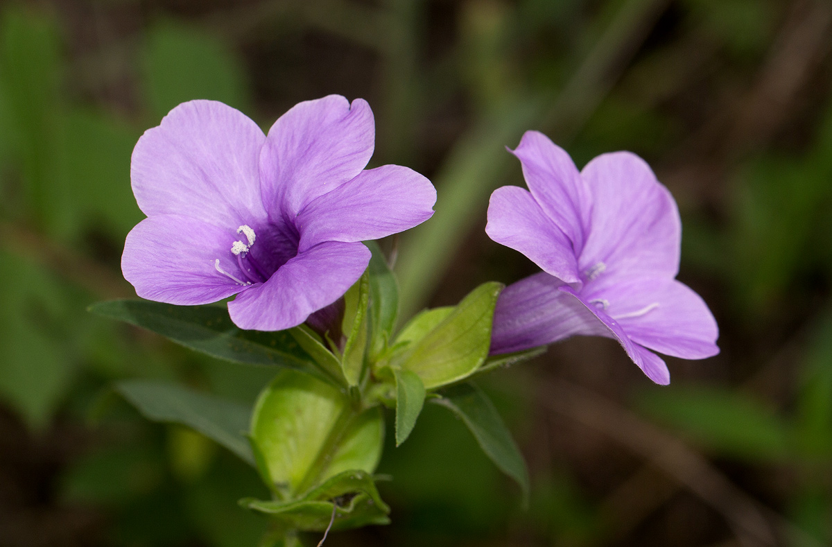 Barleria mackenii Barleria mackenii