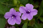 Barleria mackenii