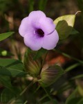 Barleria mackenii