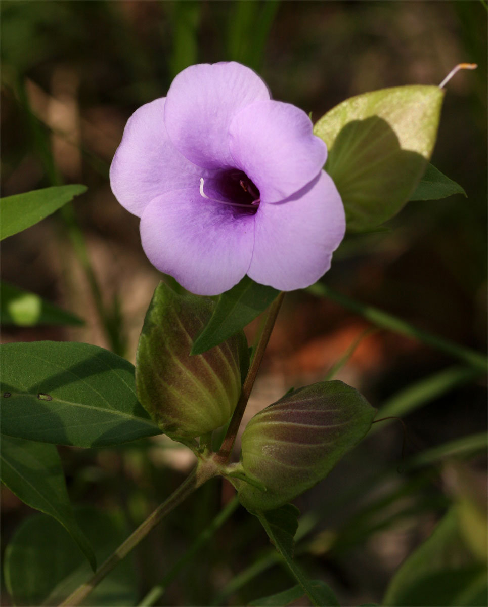Barleria mackenii Barleria mackenii