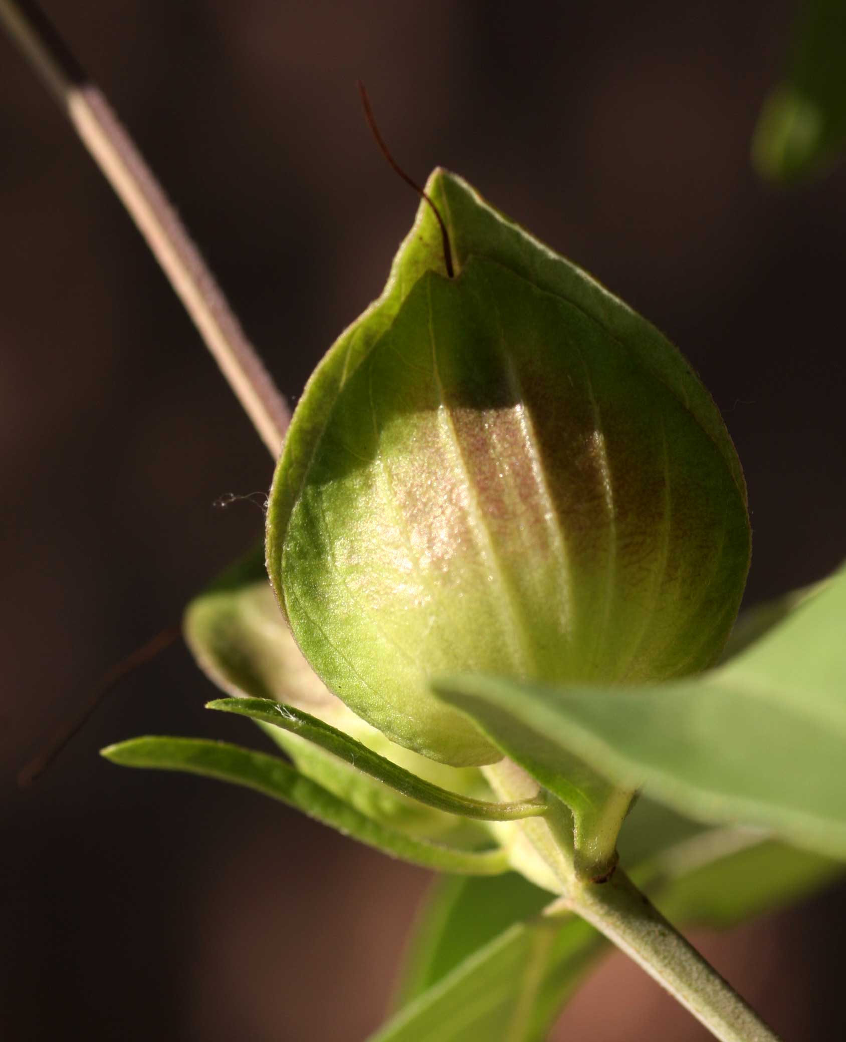 Barleria mackenii Barleria mackenii