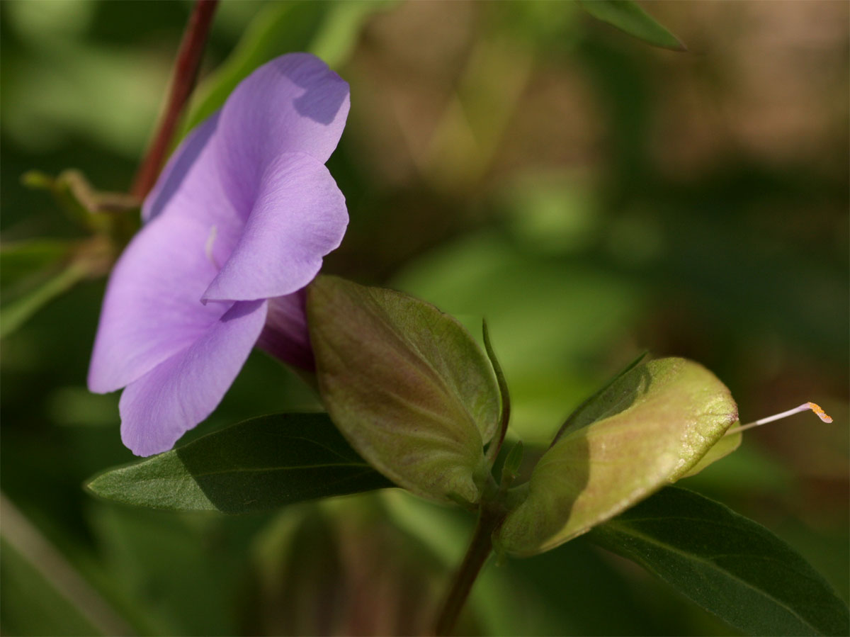 Barleria mackenii Barleria mackenii