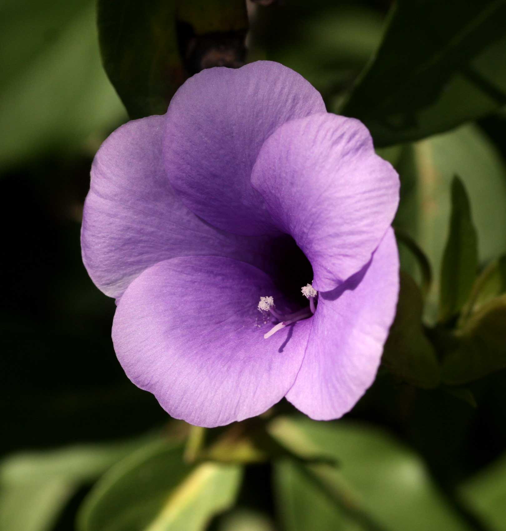 Barleria mackenii Barleria mackenii