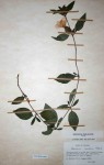 Barleria mackenii