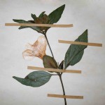 Barleria mackenii