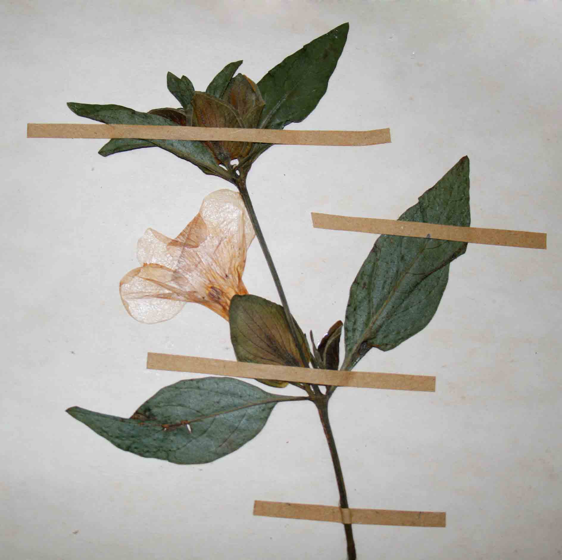 Barleria mackenii Barleria mackenii