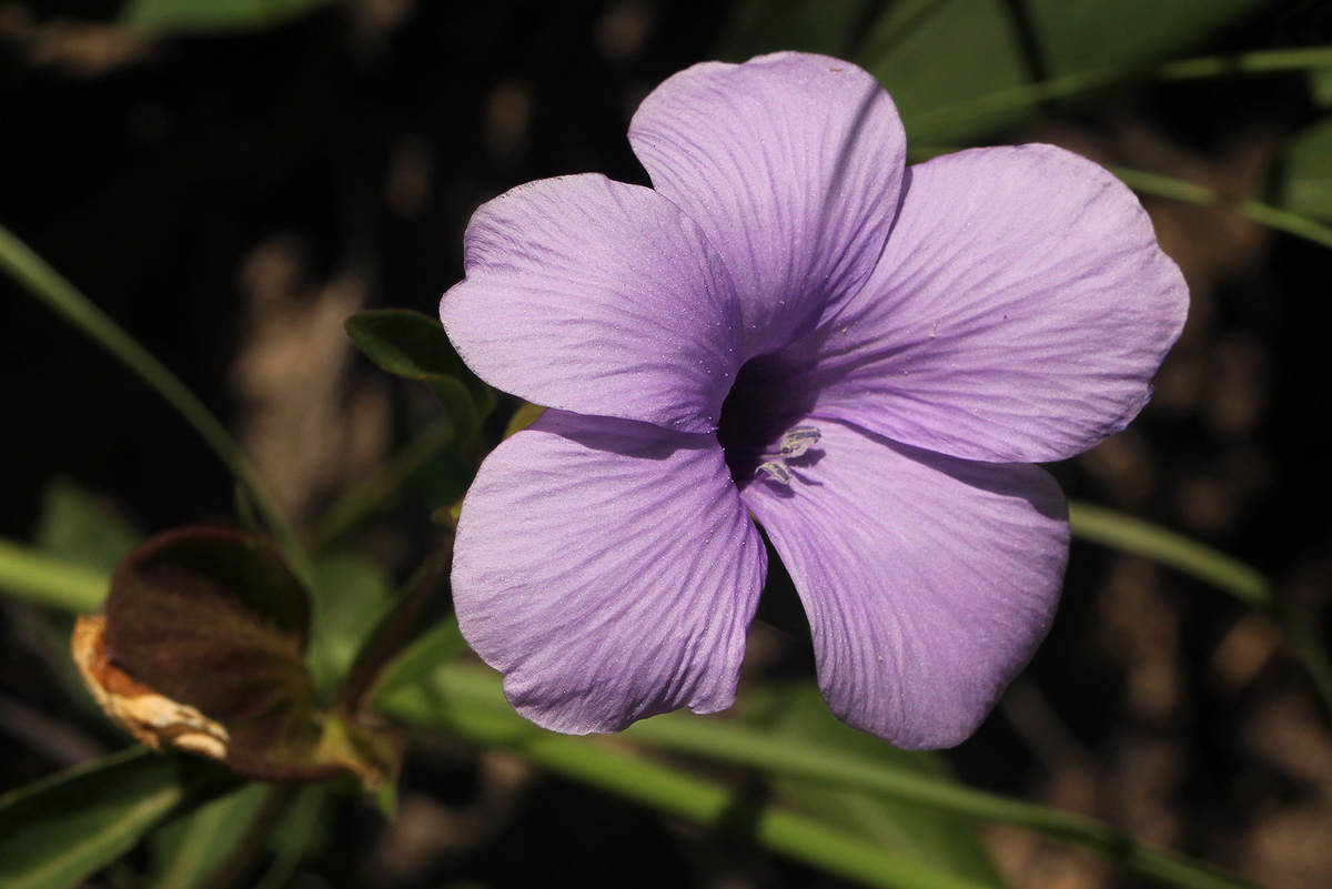 Barleria mackenii Barleria mackenii