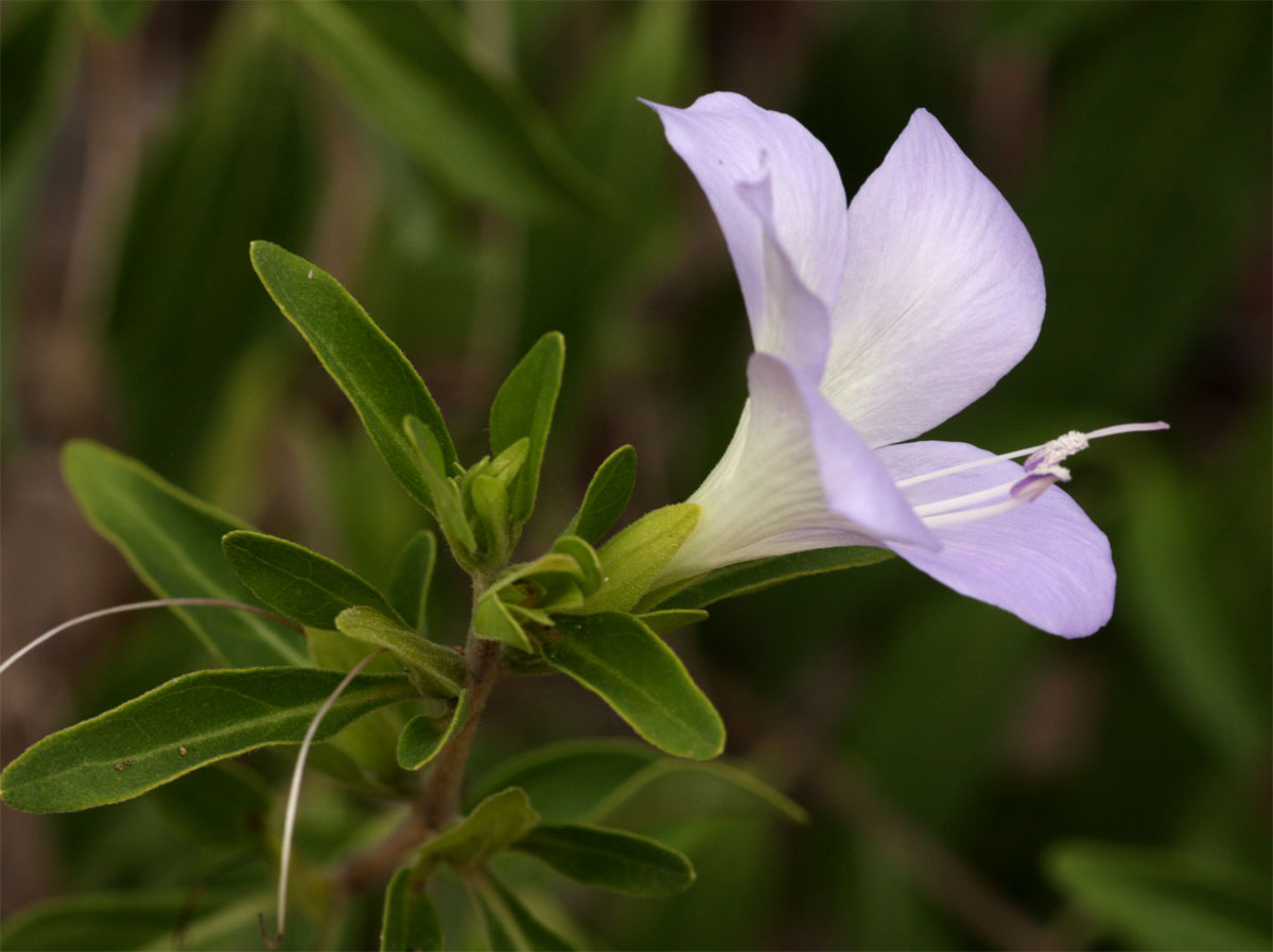 Barleria matopensis Barleria matopensis