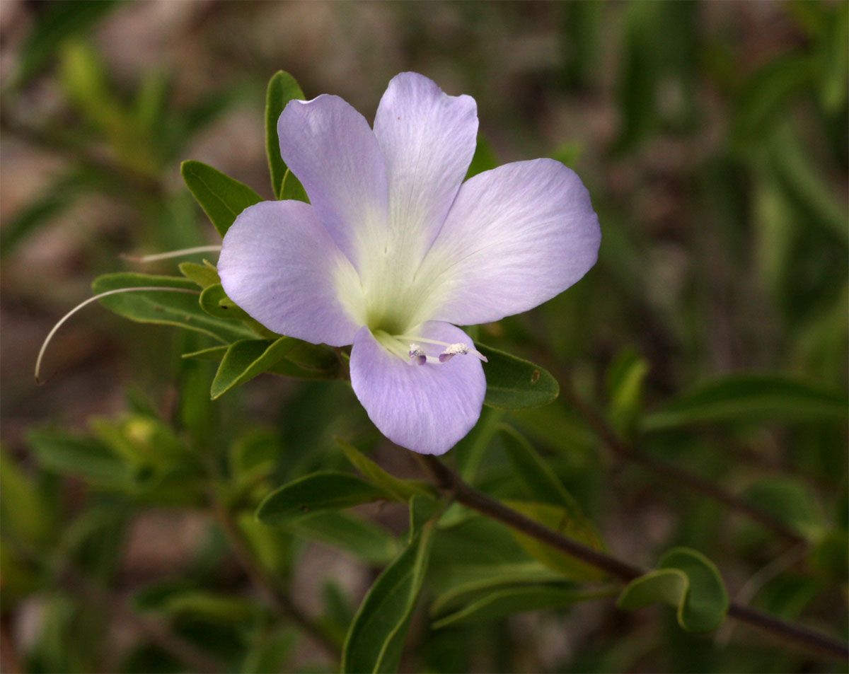 Barleria matopensis Barleria matopensis