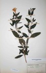 Barleria matopensis