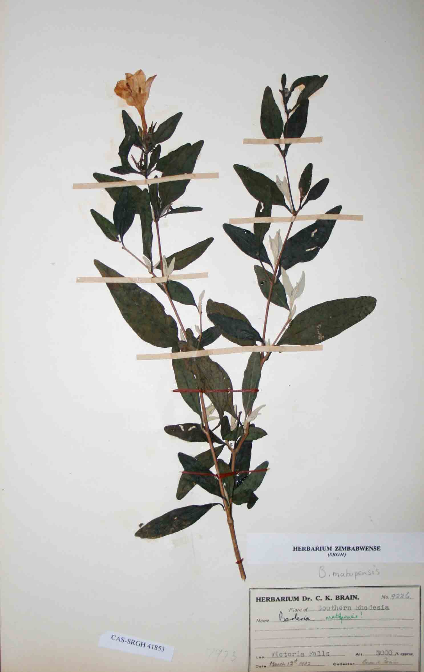 Barleria matopensis Barleria matopensis