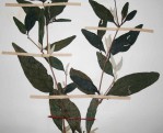 Barleria matopensis