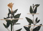 Barleria matopensis