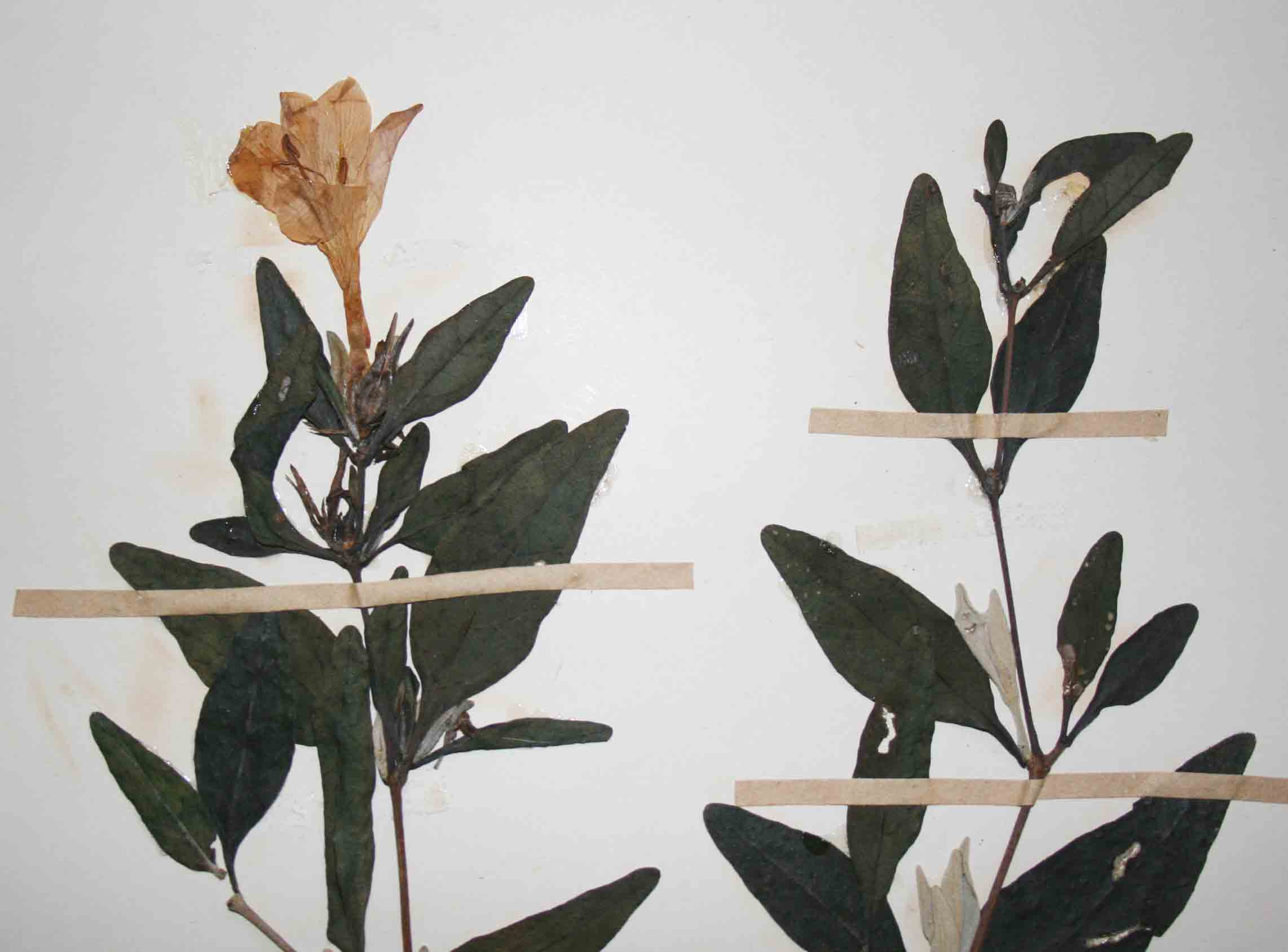 Barleria matopensis Barleria matopensis