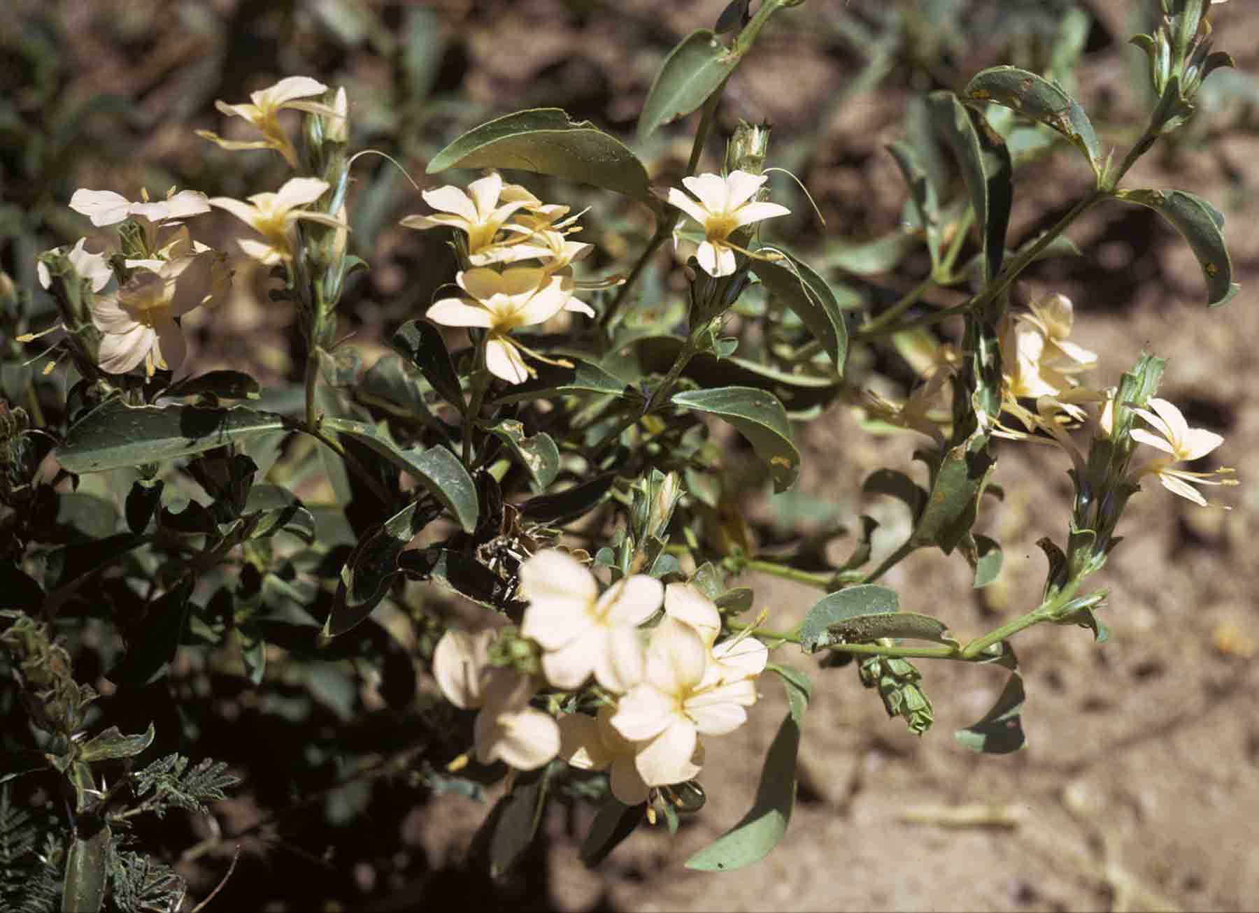 Barleria senensis Barleria senensis