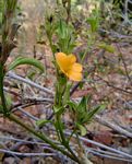 Barleria senensis