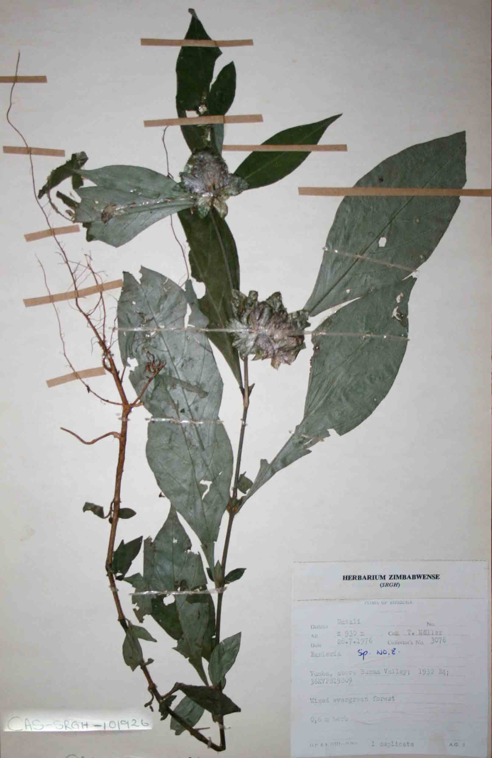 Barleria holstii Barleria holstii