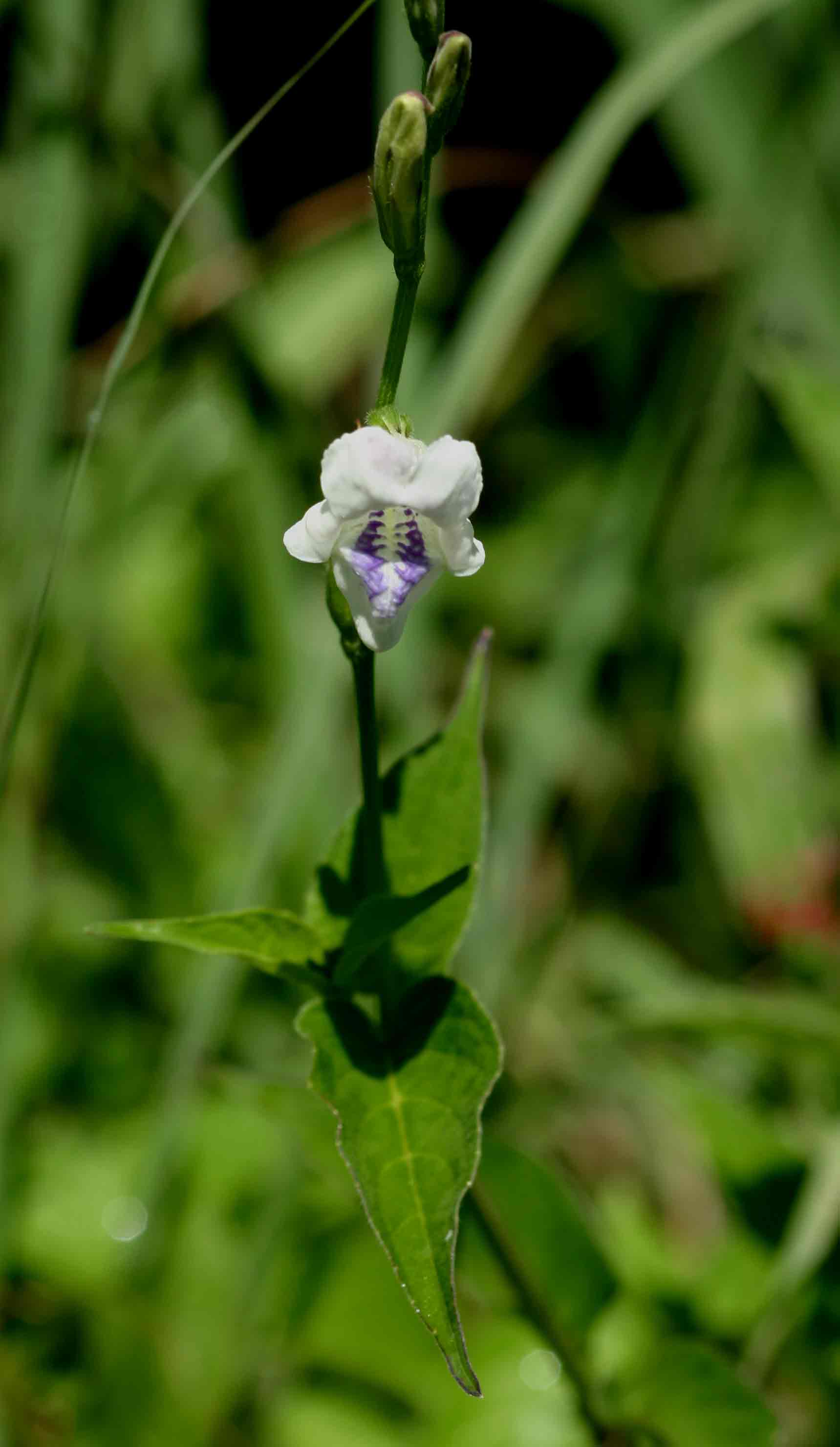 Asystasia intrusa Asystasia intrusa