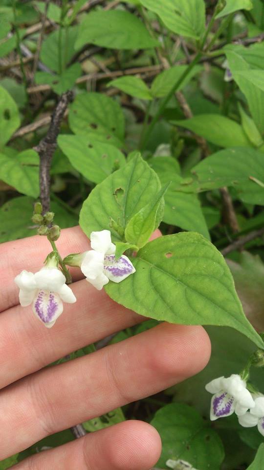 Asystasia intrusa Asystasia intrusa