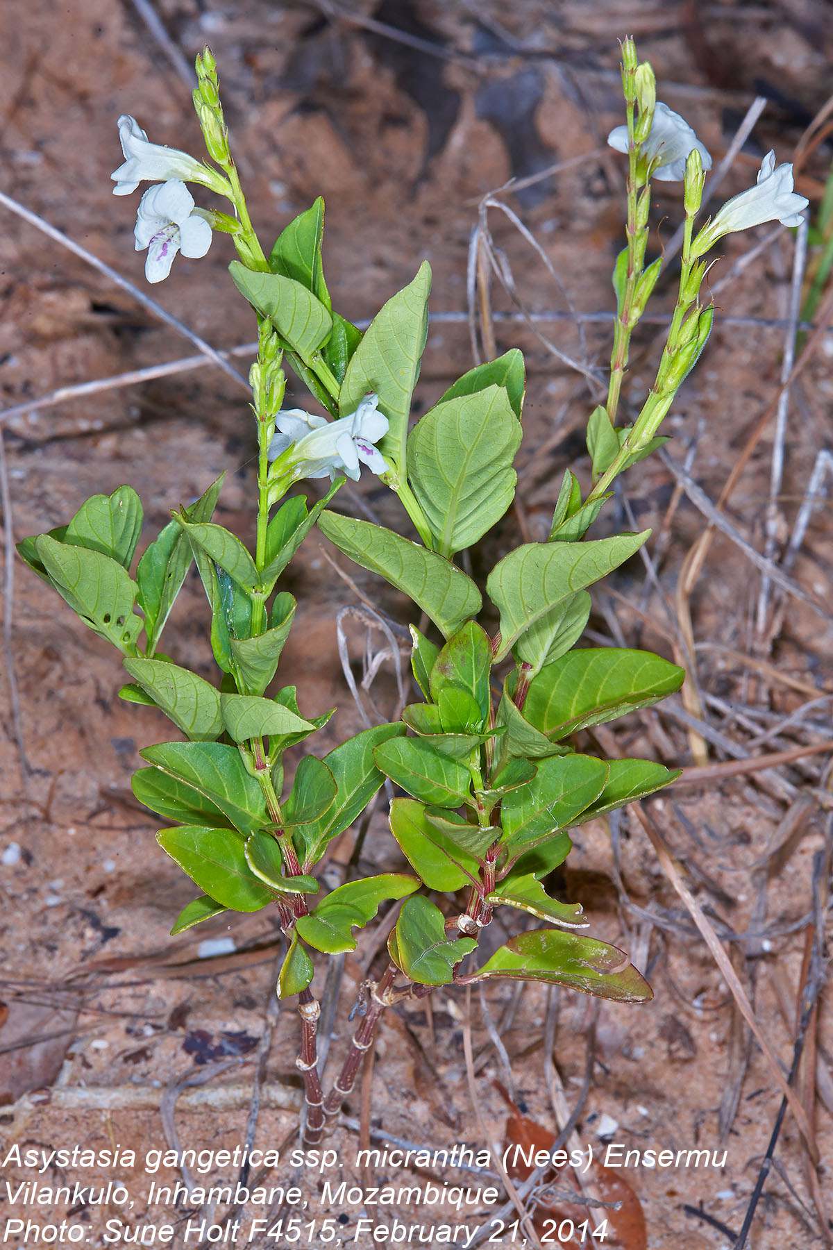 Asystasia intrusa Asystasia intrusa