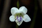 Asystasia intrusa