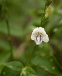Asystasia intrusa