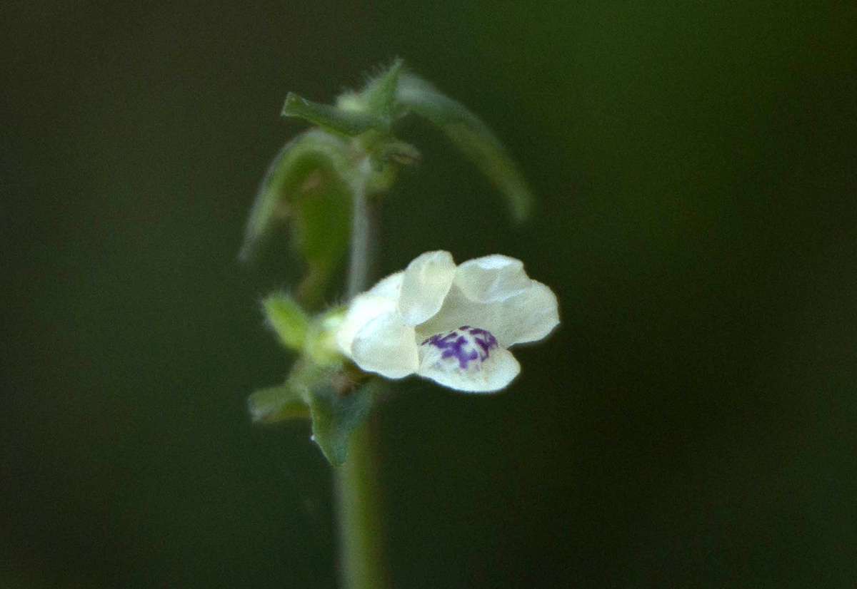 Asystasia intrusa