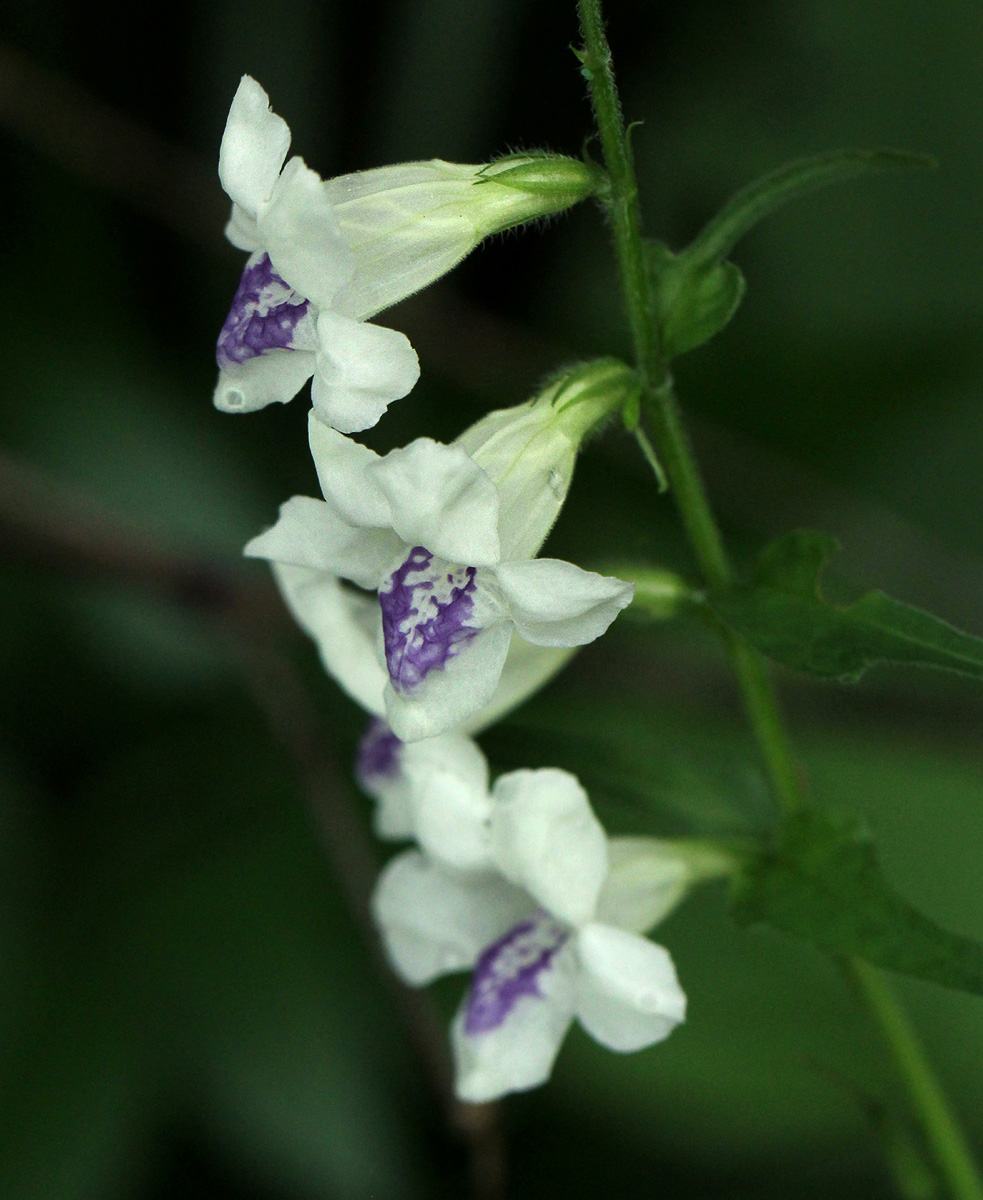 Asystasia intrusa