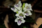 Asystasia intrusa