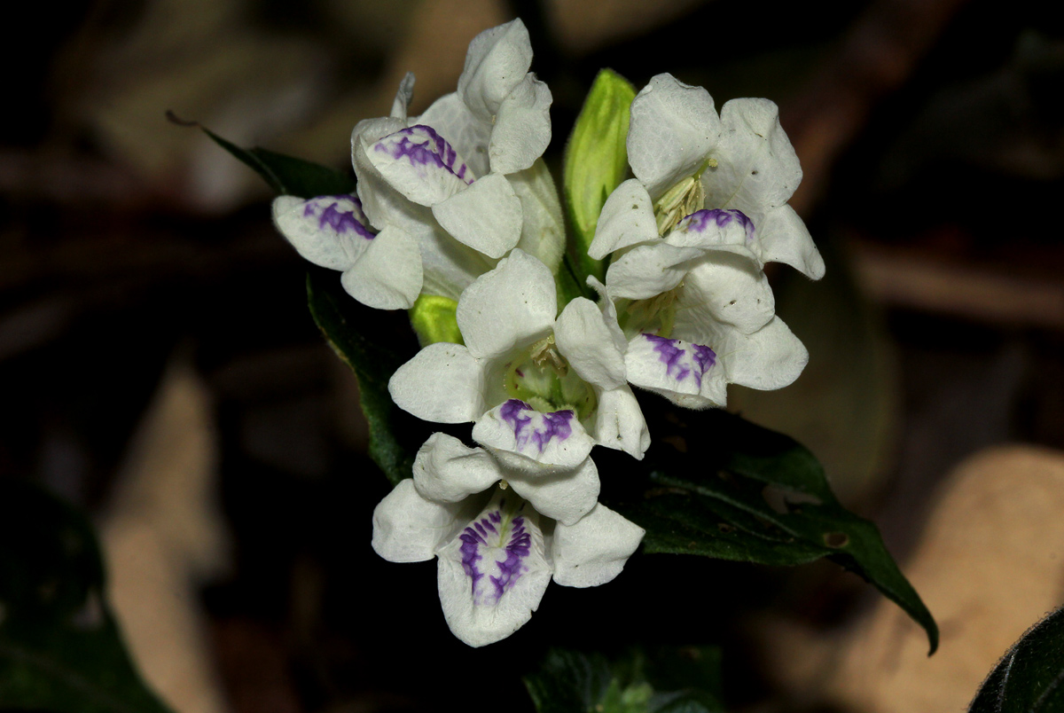 Asystasia intrusa Asystasia intrusa