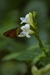 Asystasia intrusa