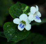 Asystasia intrusa