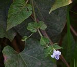 Asystasia intrusa