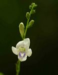 Asystasia intrusa